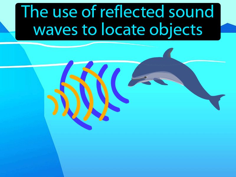 Echolocation Definition with no text
