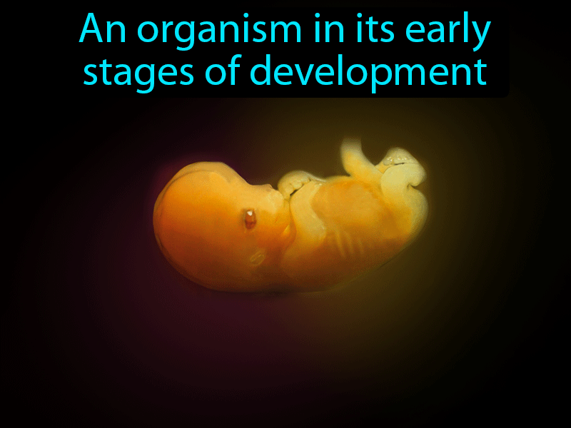 Embryo Definition with no text