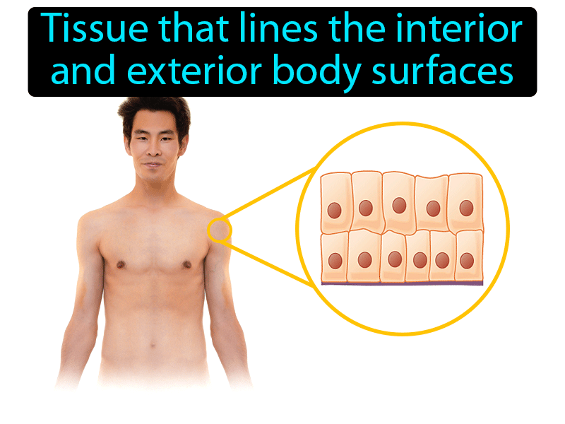 Epithelial Tissue Definition with no text