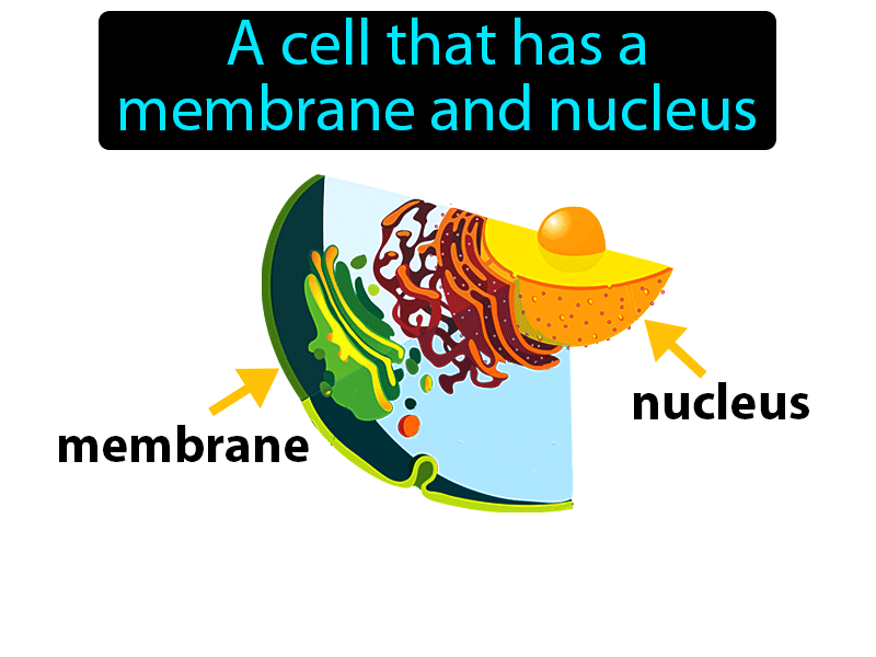 Eukaryote Definition with no text