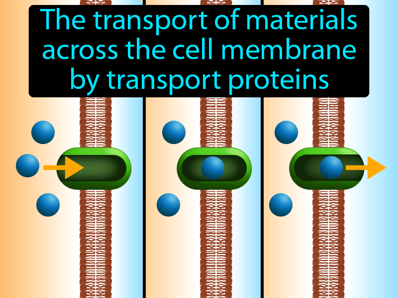 facilitated-diffusion-definition-easy-to-understand