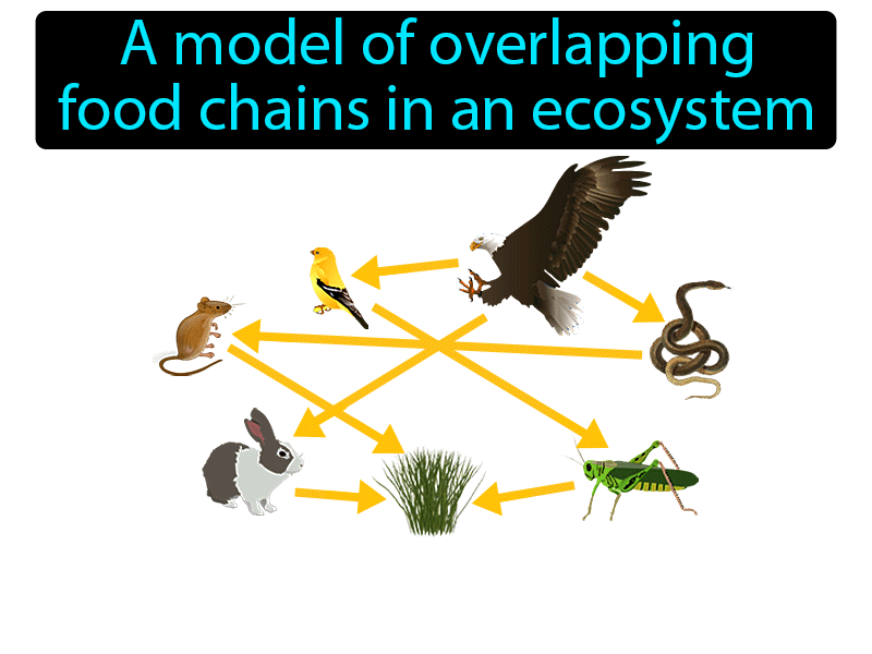 Food Web Definition with no text