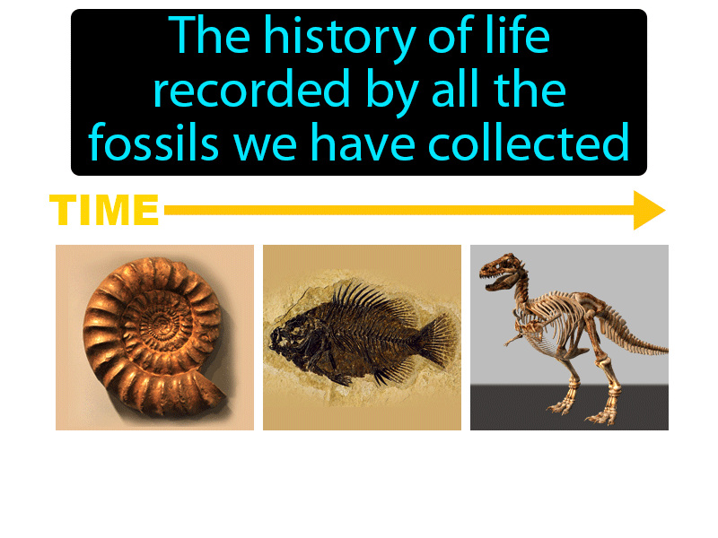 Fossil Record Definition with no text