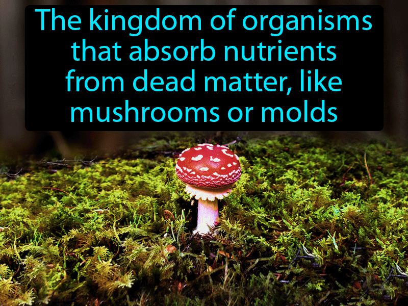 Fungi Definition with no text