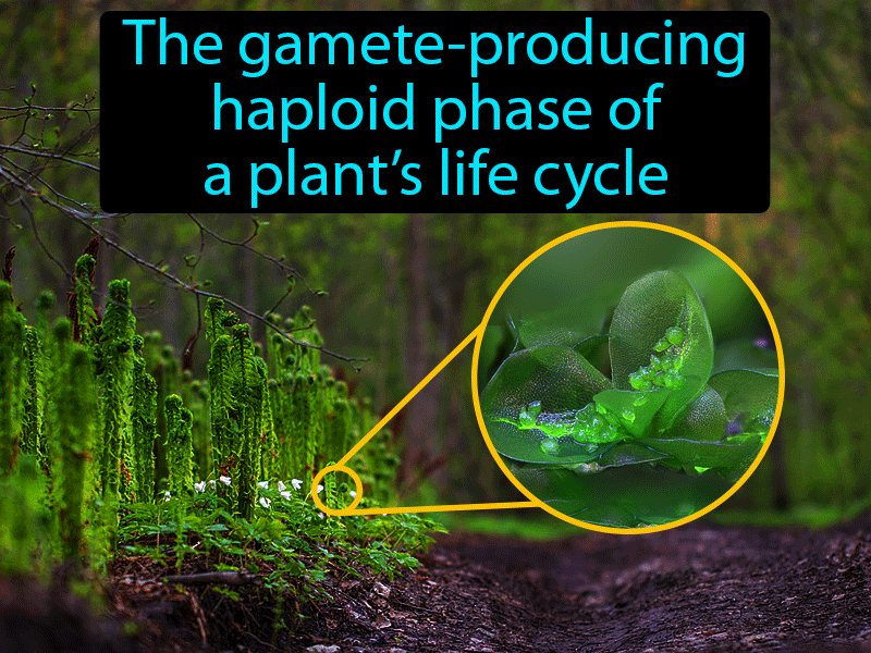 Gametophyte Definition with no text