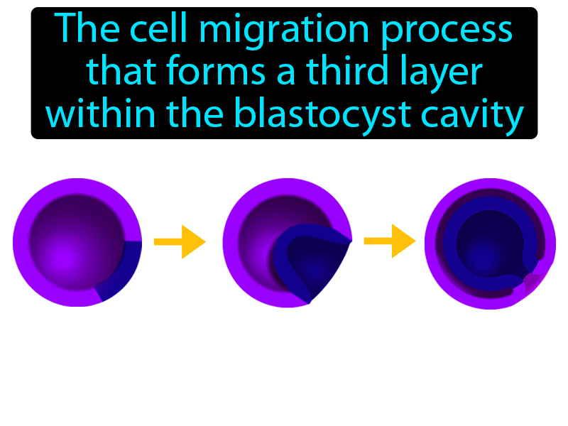 Gastrulation Definition with no text