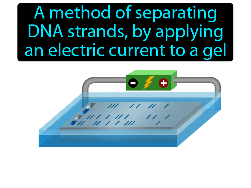 Gel Electrophoresis Definition with no text