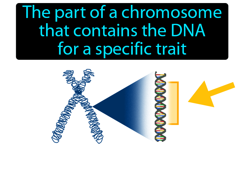 Gene Definition with no text