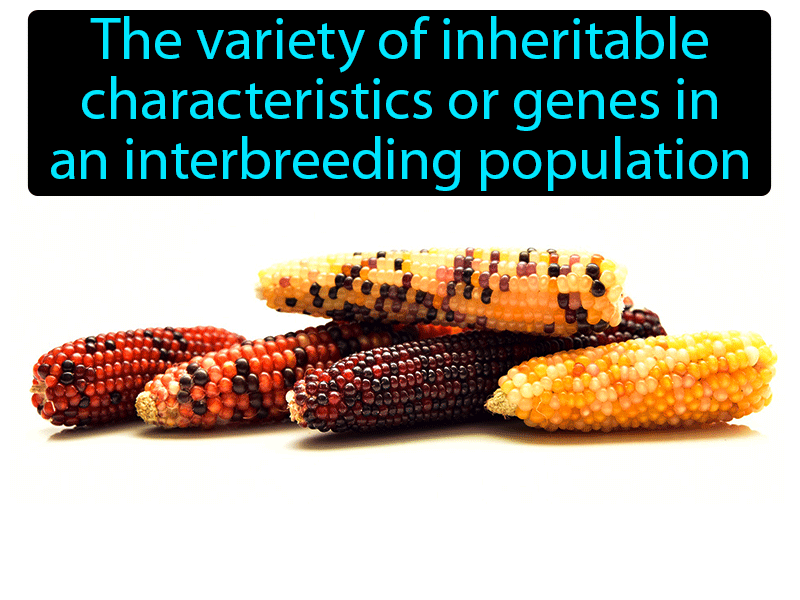 Genetic Diversity Definition with no text