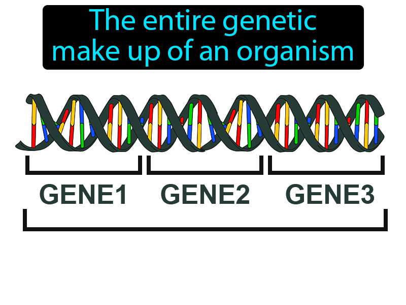 Genotype Definition with no text