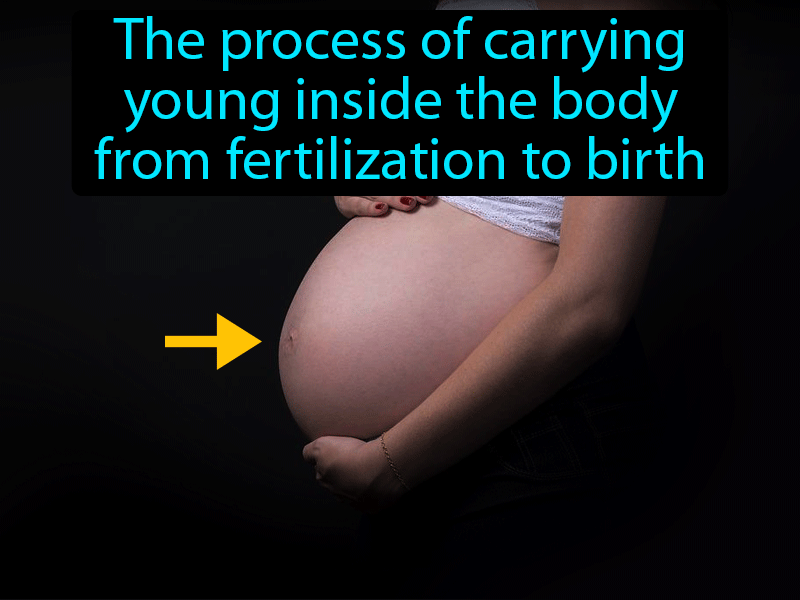 Gestation Definition with no text