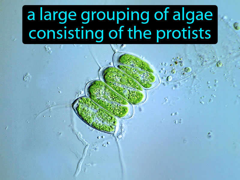 Green Algae Definition with no text