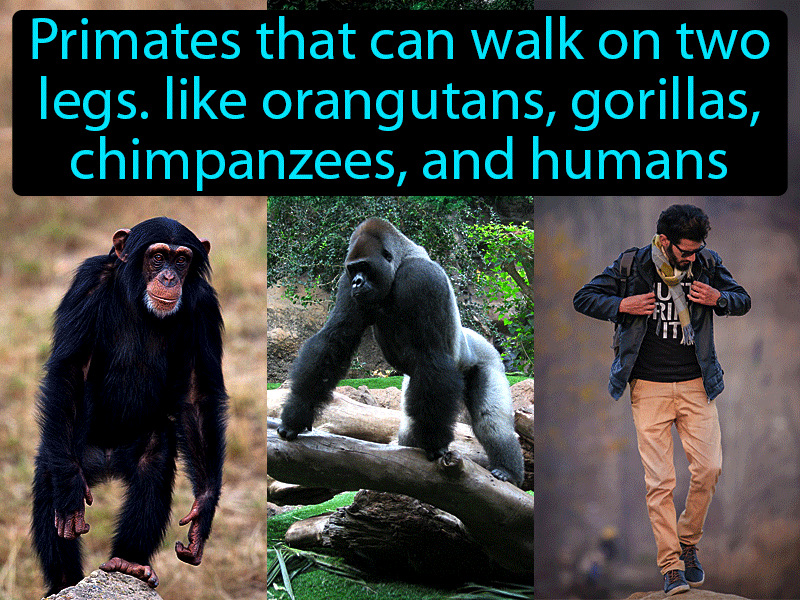 Hominoid Definition with no text