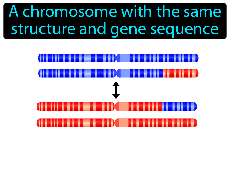 Homologous Chromosome Definition with no text