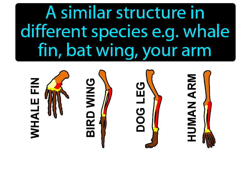 Homologous Structure Definition with no text