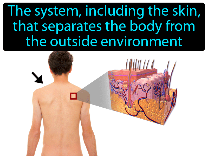 Integumentary System Definition with no text