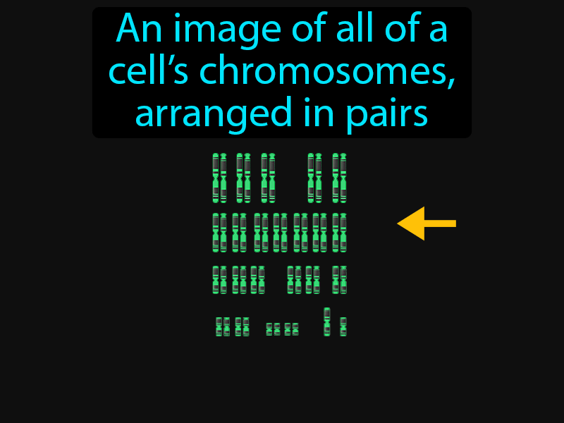 Karyotype Definition with no text