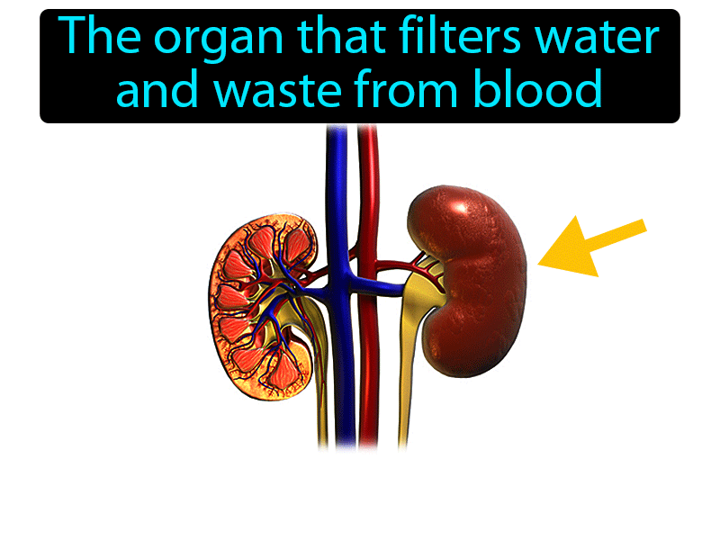 Kidney Definition with no text