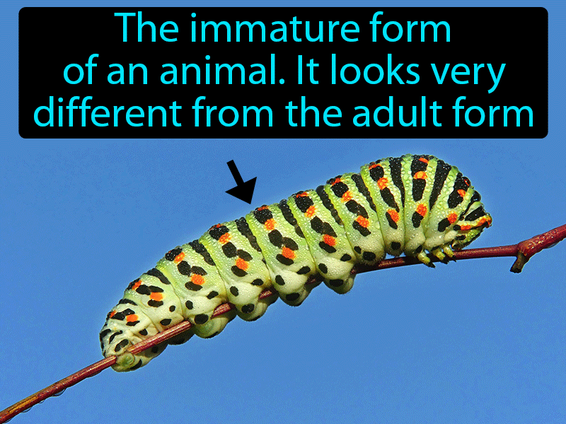 Larva Definition with no text