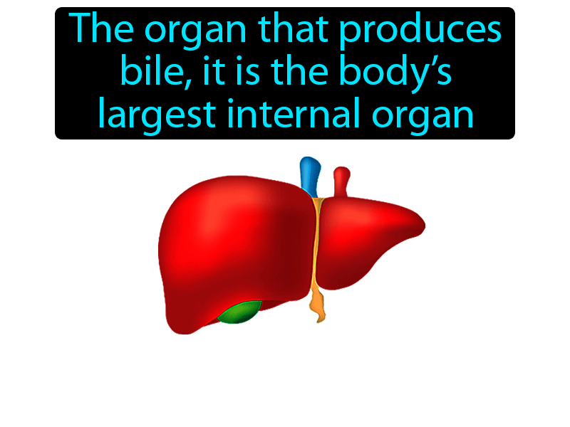 Liver Definition with no text