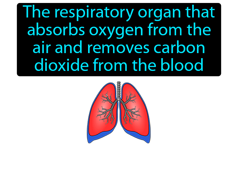 Lung Definition with no text