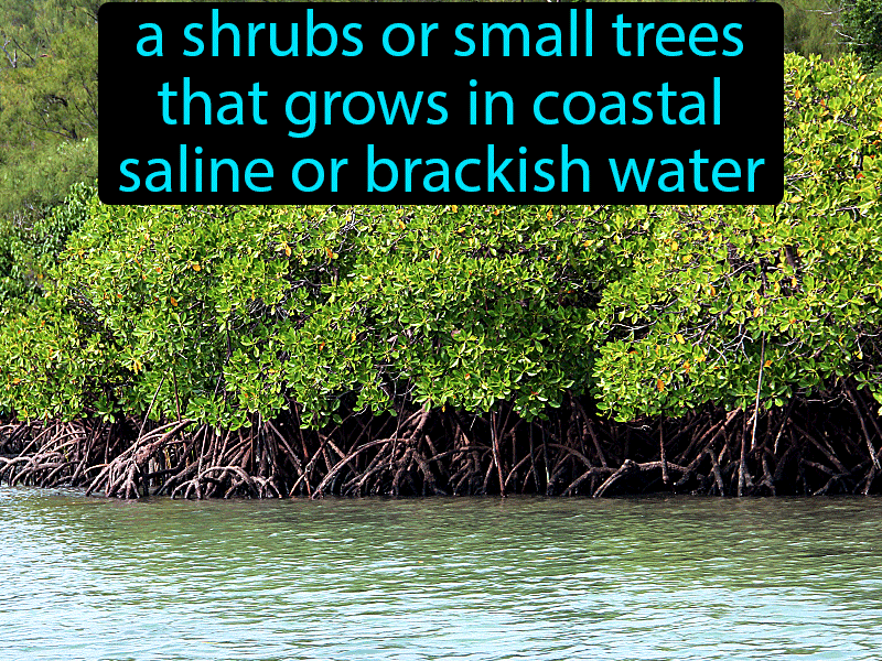 Mangroves Definition with no text