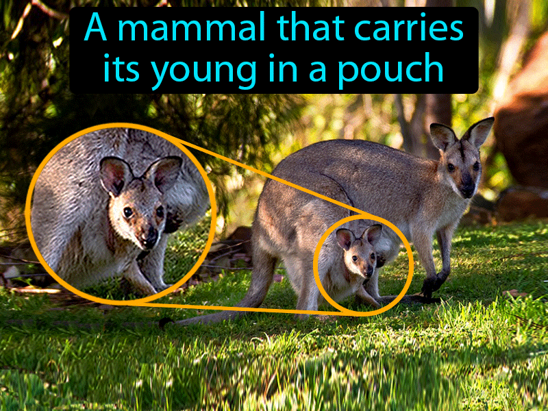 Marsupial Definition with no text