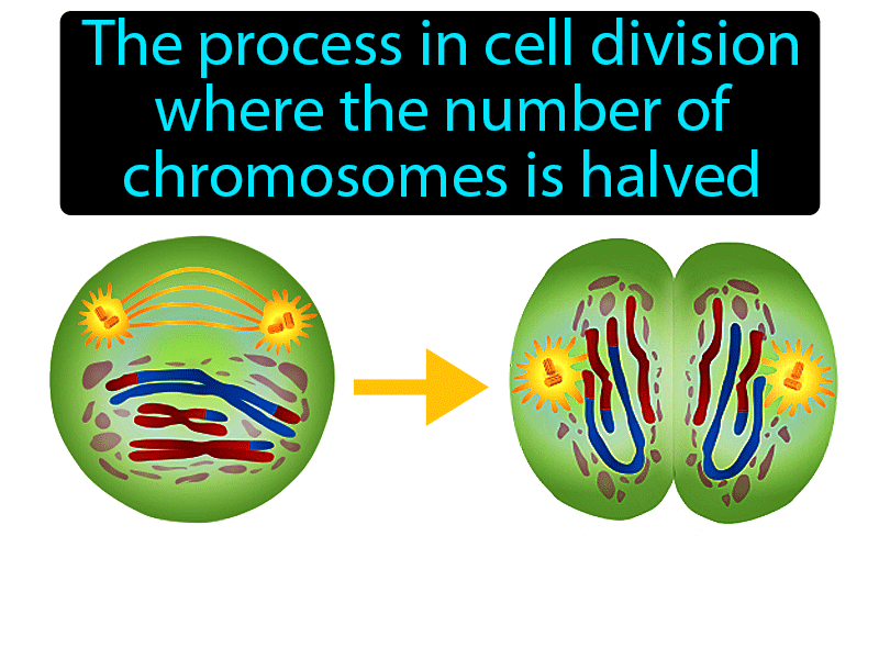 Meiosis Definition with no text
