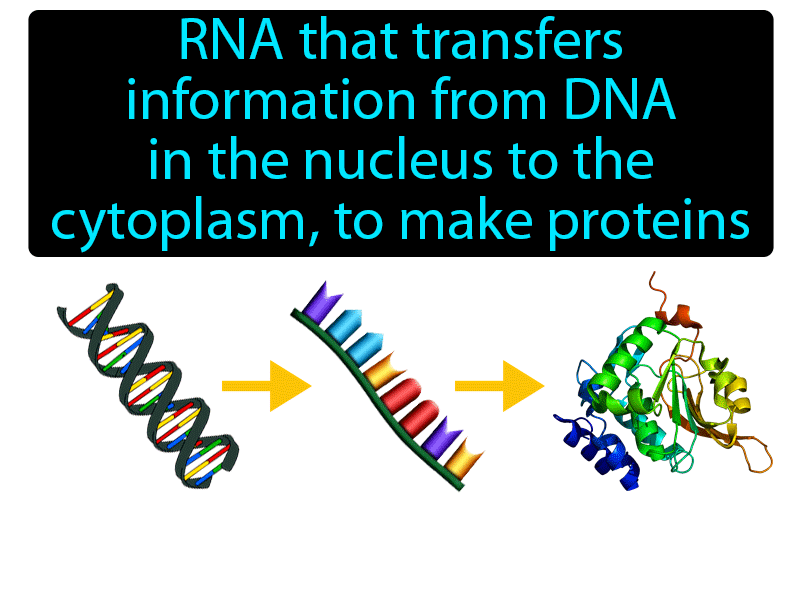 Messenger RNA Definition with no text