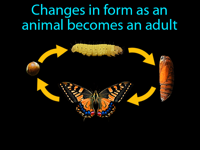 Metamorphosis Definition with no text