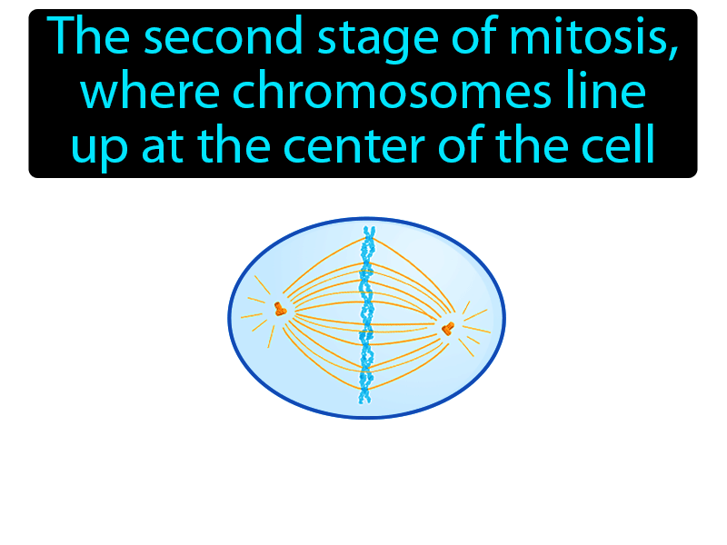 Metaphase Definition with no text