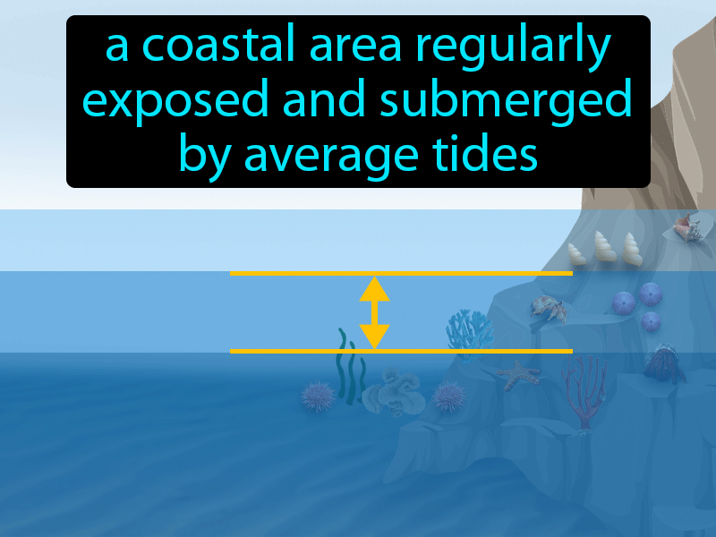 Mid-intertidal Zone Definition with no text
