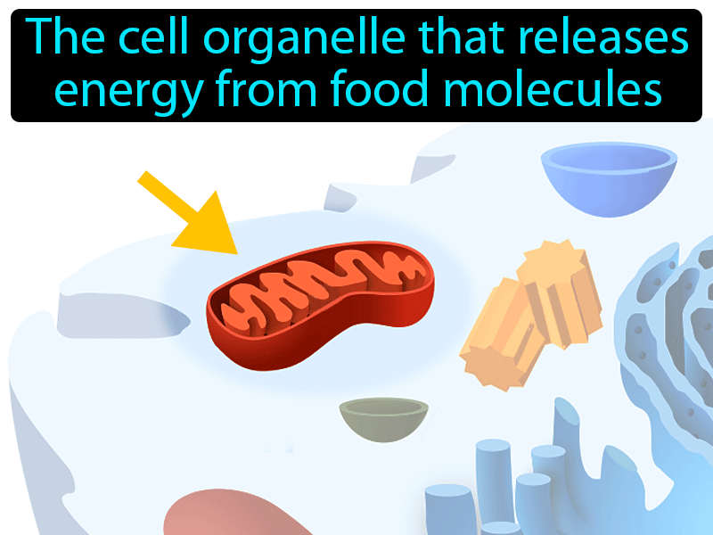 Mitochondrion Definition with no text