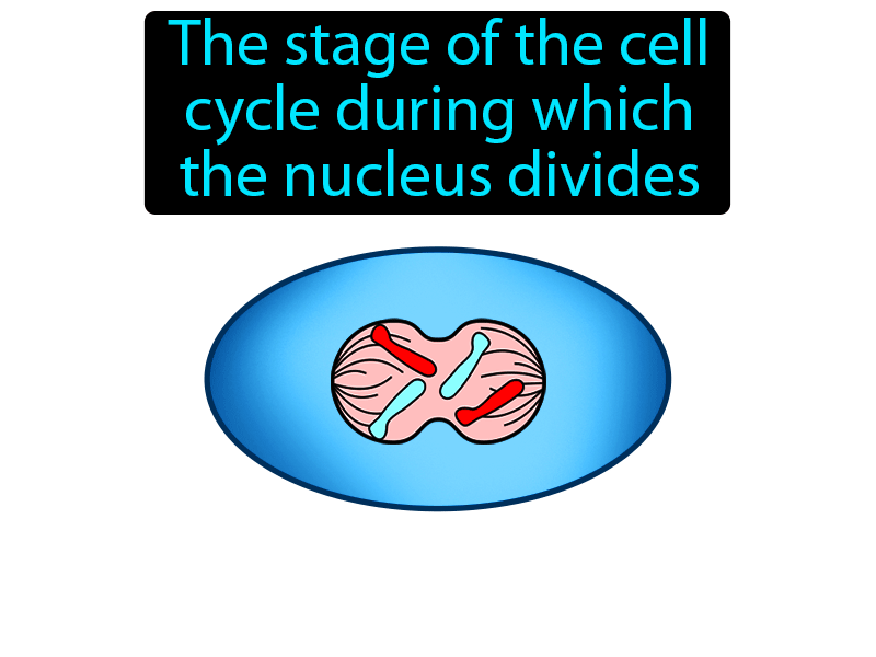 Mitosis Definition with no text