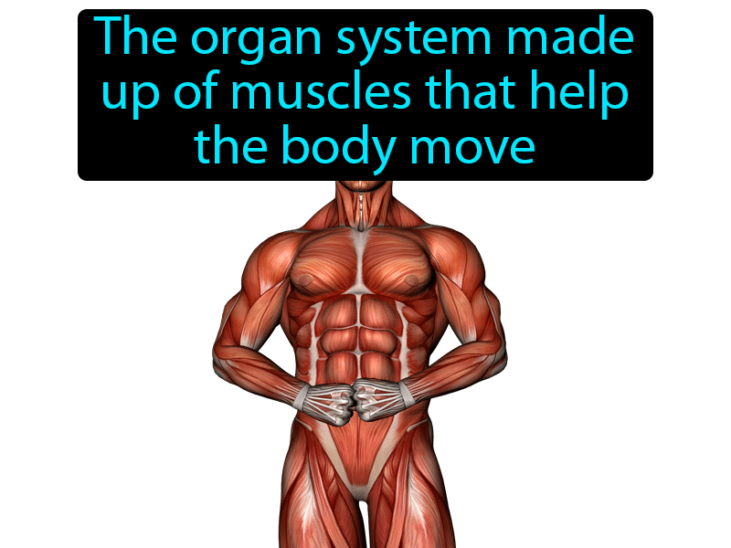Muscular System Definition with no text