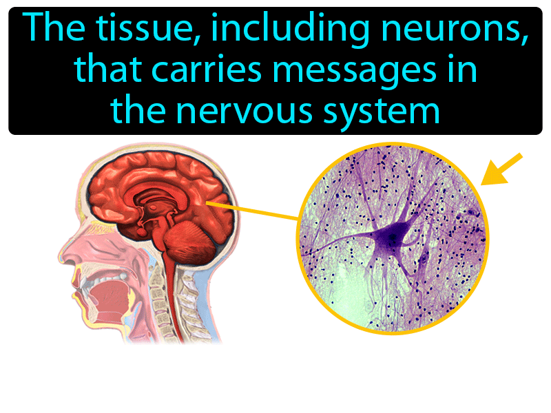 Nervous Tissue Definition with no text