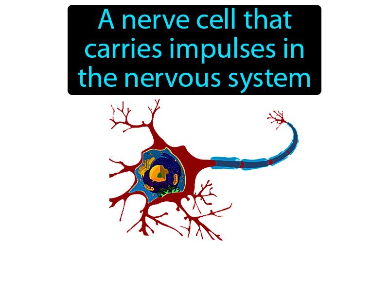 Neuron Definition with no text