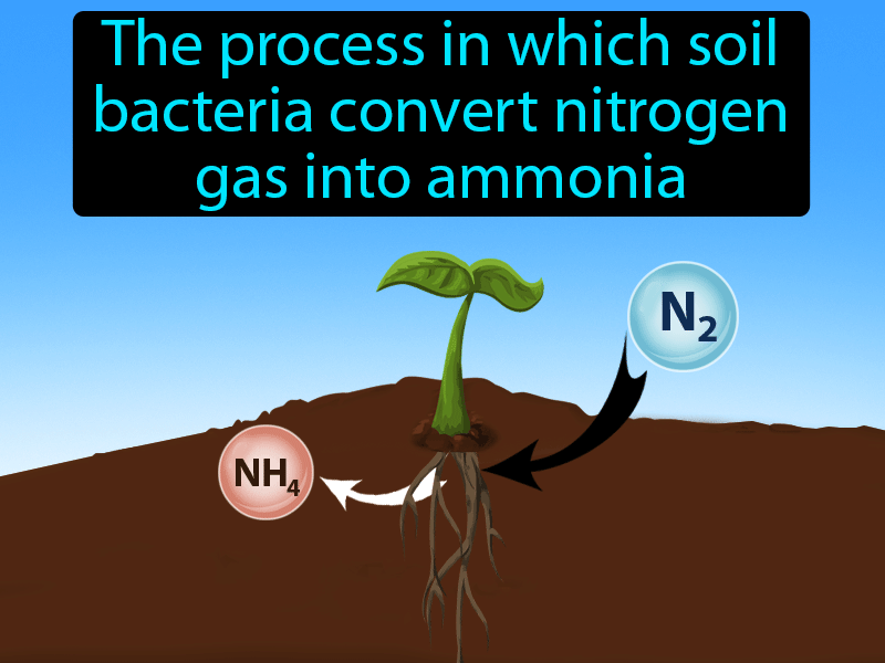 Nitrogen Fixation Definition with no text
