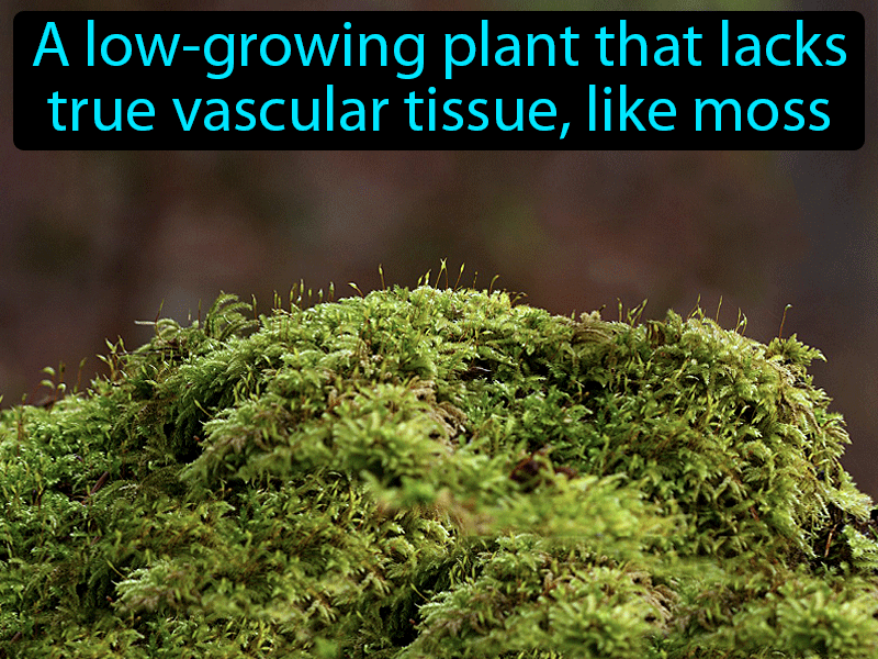 Nonvascular Plant Definition with no text