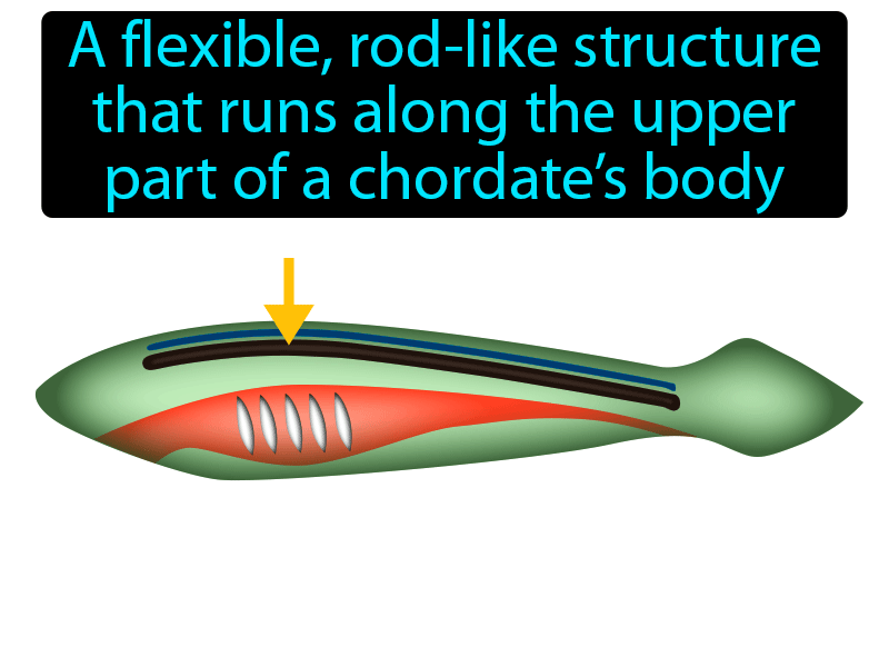 Notochord Definition with no text