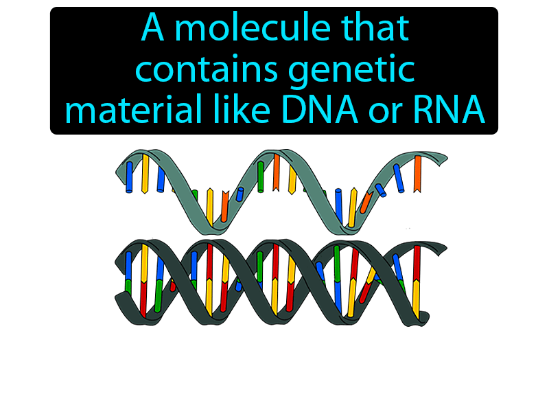 Nucleic Acid Definition with no text