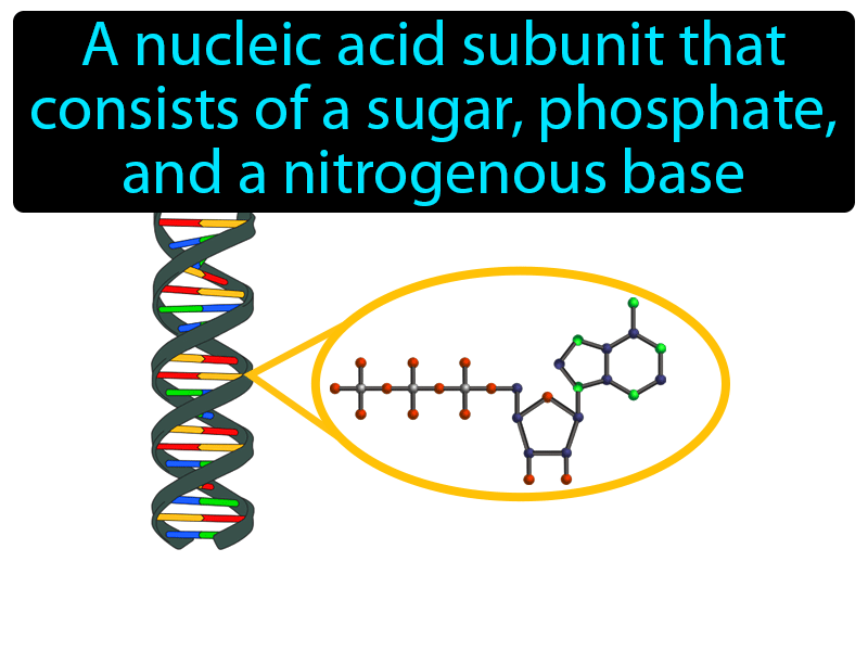Nucleotide Definition with no text