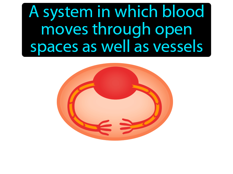 Open Circulatory System Definition with no text
