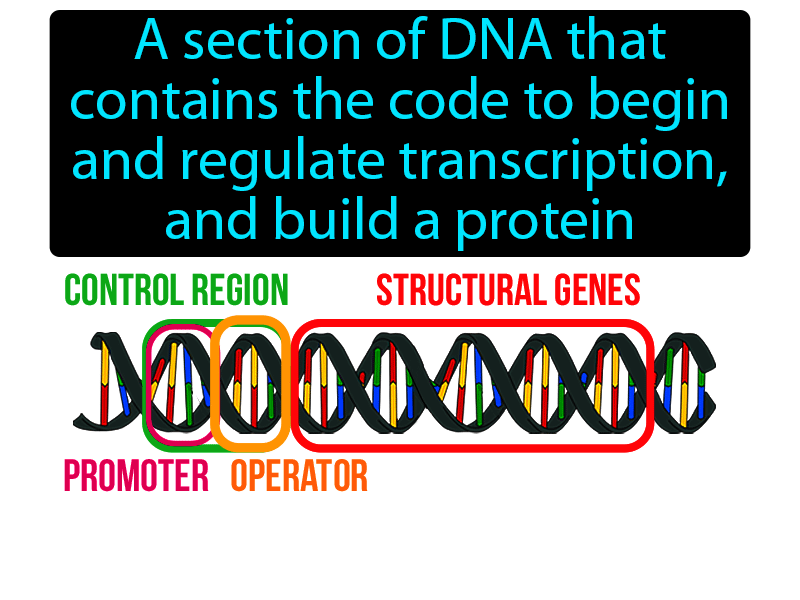 Operon Definition with no text