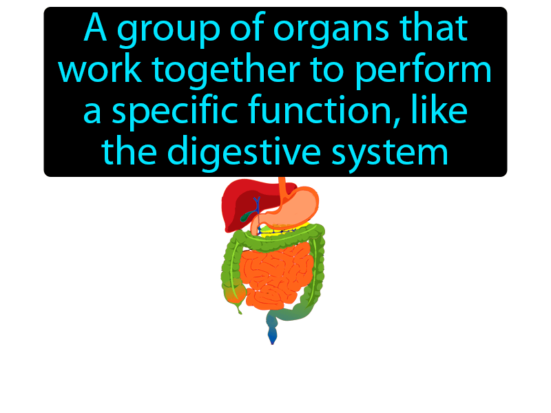 Organ System Definition with no text