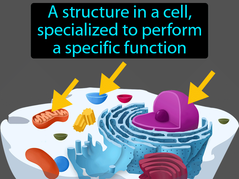 Organelle Definition with no text