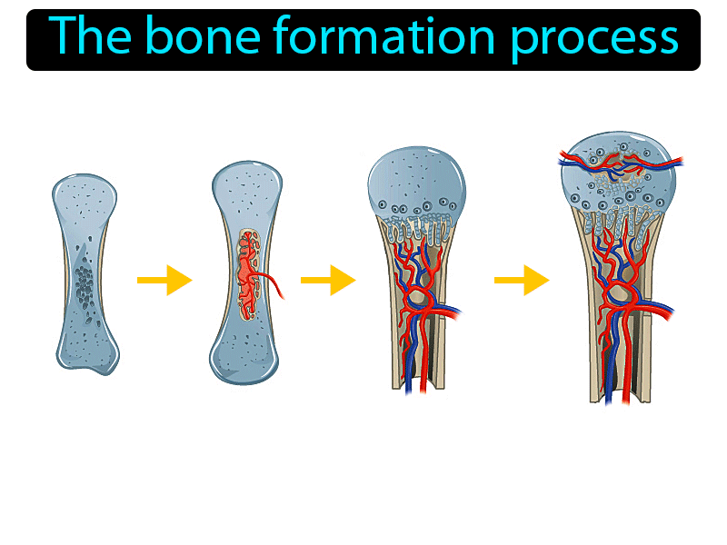Ossification Definition with no text