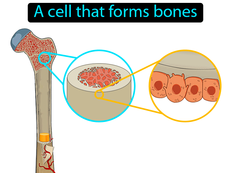 Osteoblast Definition with no text