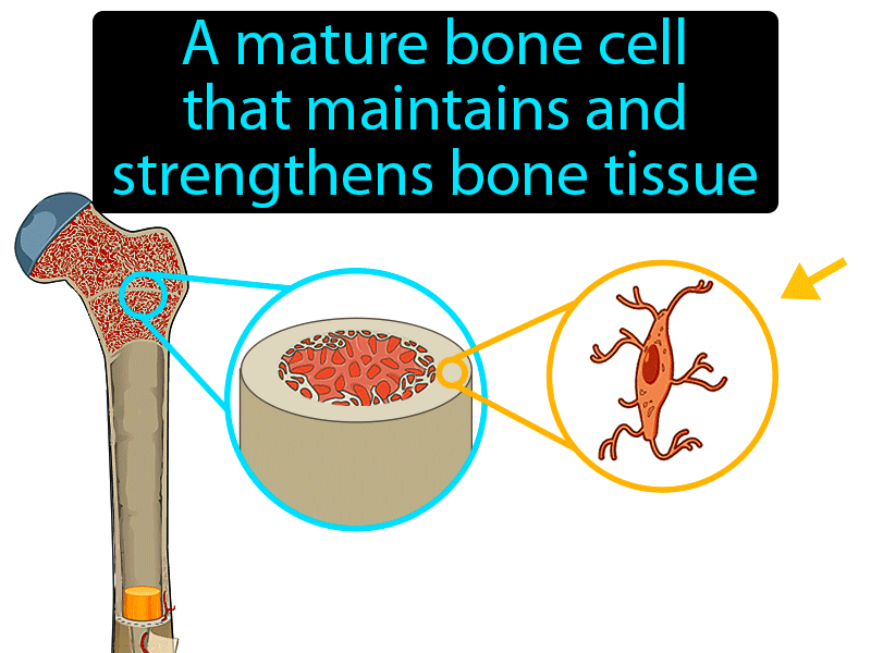 Osteocyte Definition with no text