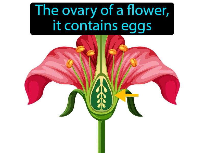 Ovule Definition with no text